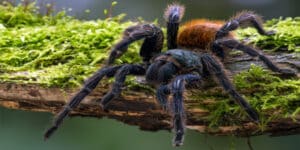 These spiders eat fish