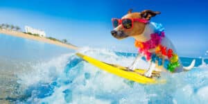 Dog surfing competition