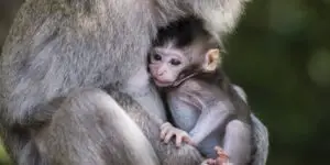 Baby monkey in London