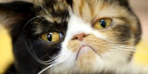 Grumpy Cat in New York