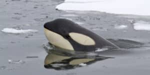 Orcas in Russia