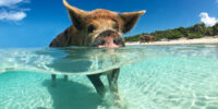 Pig on a Surfboard
