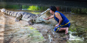 Man feeds a crocodile