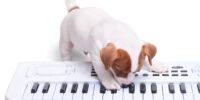 Animals play the keyboard