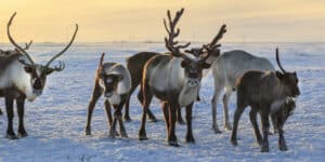 Reindeer in Finland