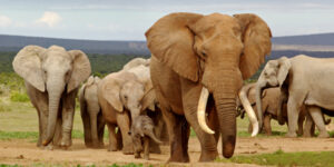Saving Elephants