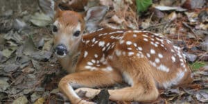 Dog Saves a Fawn