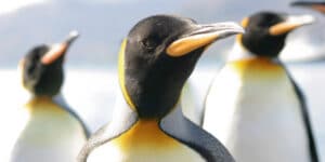 Penguins Play with a Camera