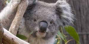 Koala Rides on a Wheel