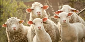 Sheep and Faces