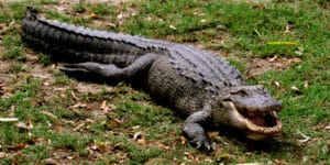 Alligator Under the Car