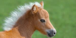 Little Horse Makes Children Happy