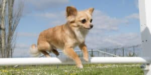 Small Dog Helps a Girl