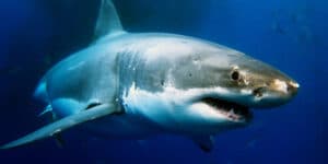 Shark Swims by Police Officers