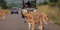 Lion and Tourists