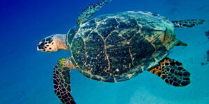 Turtles and Plastic