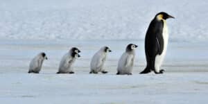 Penguin Fathers Care for a Baby