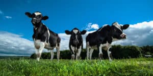 Cow Art