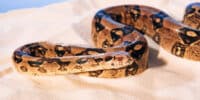 News in Levels | Snake Eats Tongs  level 3
