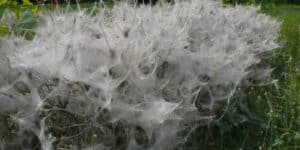 It’s Raining Spiders