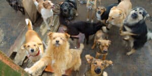 Woman Saves Dogs