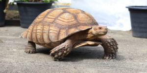 Tortoise Takes a Walk