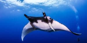 Fishermen Catch a Big Fish