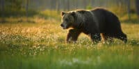 Family Meets Bear