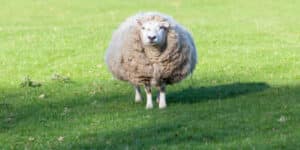 Very Wooly Sheep