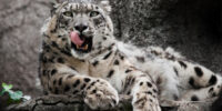 Special video of a snow leopard
