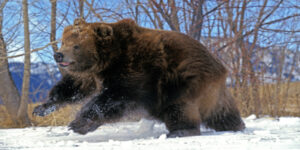 Man is Friends with a Kodiak Bear