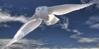 Snowy Owl in Montreal