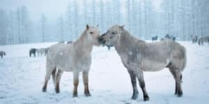 The coldest village in the world