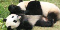 Two pandas in Vienna