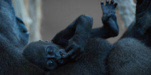 Gorilla is born by caesarean section