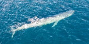Albino whale in Mexico