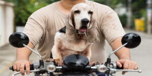 Dog Drives a Motorbike