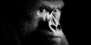 Gorillas Get Coronavirus