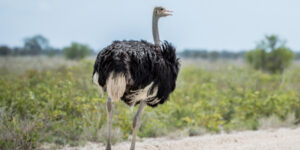 Ostrich on a Highway