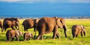 Elephants or Avocados