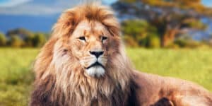 New Lion