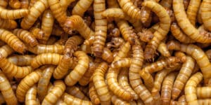 New Materials from Larvae