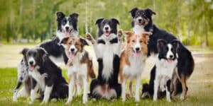 Art Exhibition for Dogs