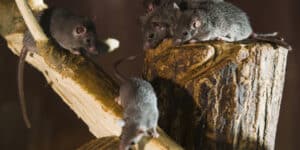 Too many mice in Australia