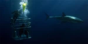 Shark and Diver in a Cage