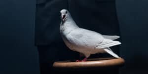 An unusual friend