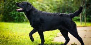 Expensive working dog