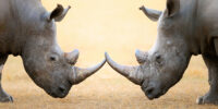 A new way of saving rhinos