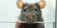 Rat in the Parliament