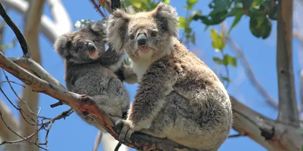 Too Many Koalas – level 3 - News in Levels